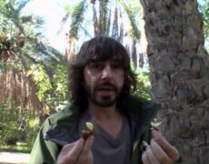Descubre los impresionantes oasis de Tozeur y Nefta: una experiencia única en Túnez